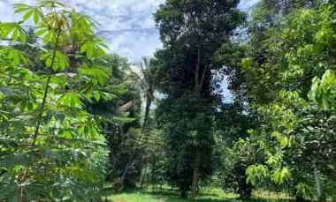 dijual tanah desa cijantung