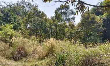 Dijual Kebun Durian Premium 13.678 M 127 Pohon Durian Produktif