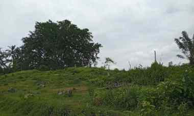 Dijual Tanah Cocok untuk Kebun Durian Los Sungai Murah Tempat Strategi