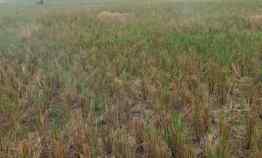 Tanah Dijual Cocok untuk Perumahan di Karang Bahagia Kab. Bekasi Jaba