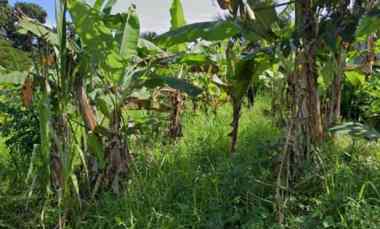 Dijual Tanah Perumahan dekat Jalan Utama Provinsi dengan Luas 250m