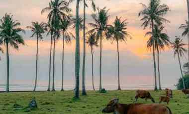 dijual tanah desa lalanglingah kec