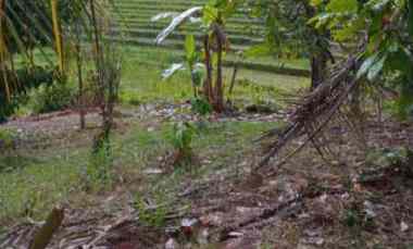 dijual tanah desa lumbung selemadeg