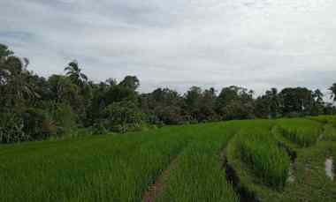 dijual tanah desa lumbung selemadeg