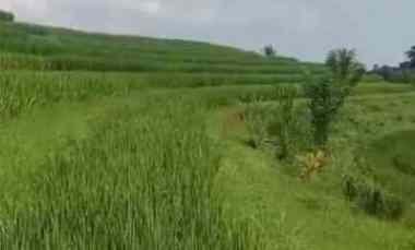 Jual Kebun Durian View Sawah Lingkungan Sejuk dan Nyaman