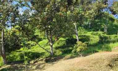 dijual tanah desa purasari