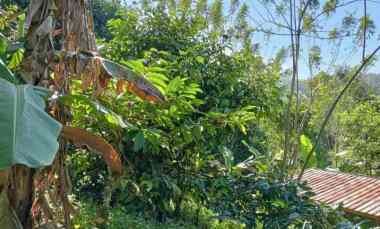 dijual tanah desa sanda kec pupuan kab