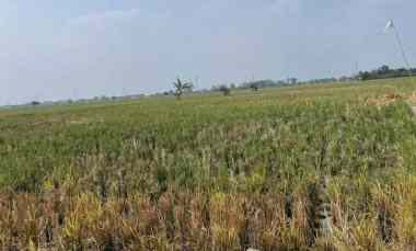 dijual tanah desa suka asih