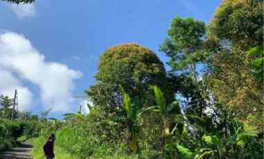 dijual tanah desa sukasada buleleng bali