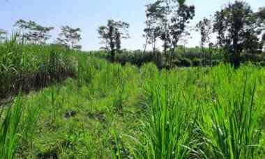 dijual tanah desa sumber agung wates