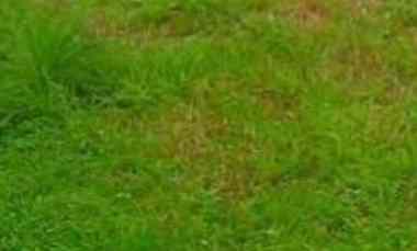 dijual tanah dharmahusada