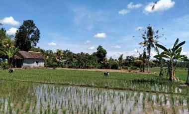 dijual tanah di banyuwangi kec srono desa wonosobo