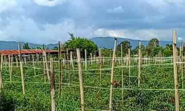 dijual tanah di dolat rayat berastagi o8l37747oloo