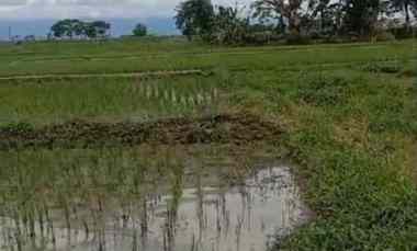 dijual tanah di palur solo