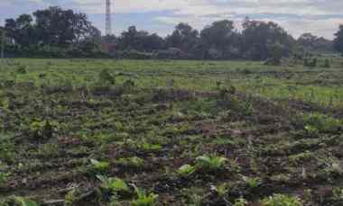 dijual tanah di situbondo