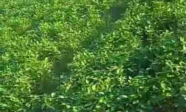 dijual tanah dijual tanah cepat di jl