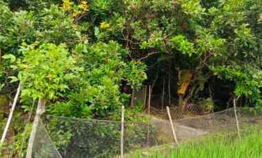 dijual tanah dijual tanah di desa