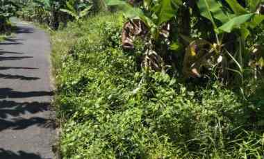 dijual tanah dijual tanah di desa sui