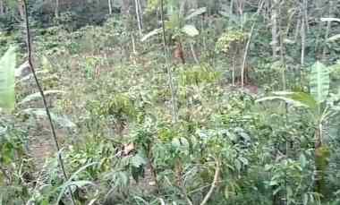dijual tanah dijual tanah di dusun