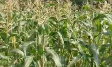 dijual tanah dijual tanah di jl