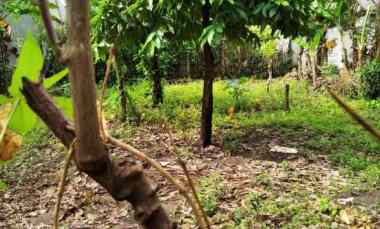 dijual tanah dijual tanah di jln