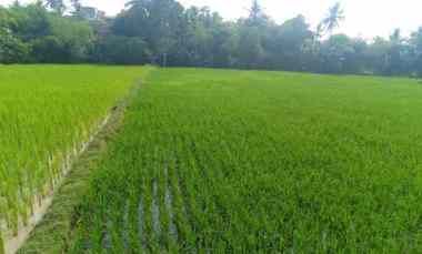 dijual tanah dijual tanah di kp meluar