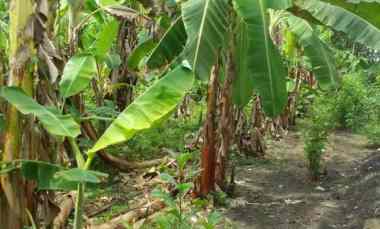 dijual tanah dijual tanah di pondok