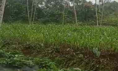 dijual tanah dijual tanah di serang