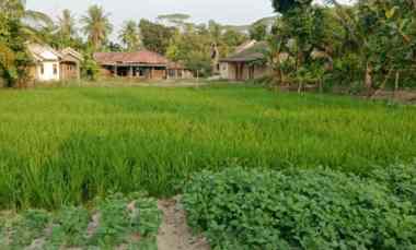dijual tanah dijual tanah sawah di desa