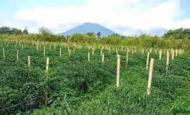 dijual tanah dolat rayat berastagi