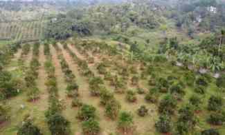 Tanah Kebun Alpukat Strategis Kawasan Gunung Endut Sukabumi