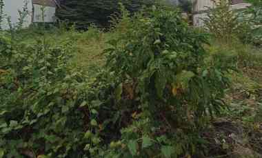 dijual tanah jemursari