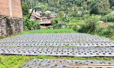 Tanah View Kebun Teh 200m dekat Candi Cetho Karanganyar