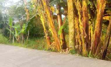 Dijual Murah Tanah Strategis di Kalisuren Tajur Halang Bogor