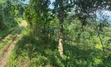 dijual tanah jl proyek kp leungsir ds