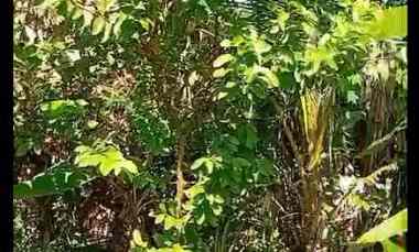 dijual tanah jl raya bajangan desa