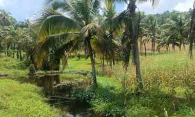 dijual tanah jl raya pindol desa