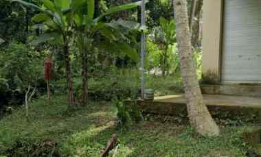 Dijual 40 are, jl. Sedap Malam Br. Ketogan Abiansemal Badung