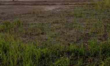 Dijual Cepat TANAH, Harga Cocok Langsung LEPAS, Kab. Sorong