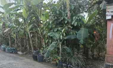 dijual tanah jln i wayan teruna