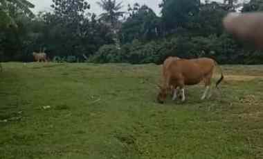 dijual tanah jln panji kebo iwo utara iii