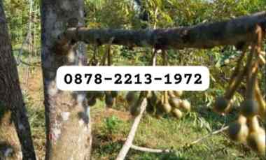 dijual tanah jonggol bogor timur