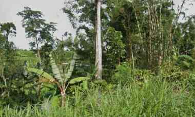 dijual tanah kalipucang