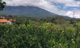 Tanah Luas Plus Pohon Jeruk Murah dan Strategis di Karangploso Malang
