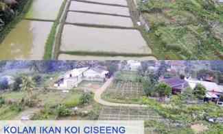 Tanah Beserta Kolam Koi Empang Murah di Karihkil - Ciseeng, Bogor