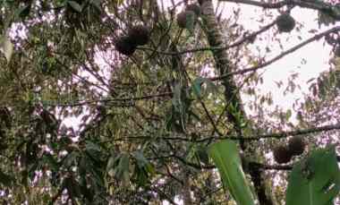 Dijual Tanah Kebun 68,9 are, Jatiluwih Penebel Tabanan