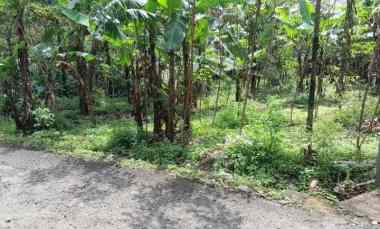 dijual tanah kebun akses jalan mobil