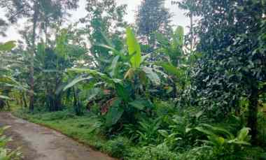 Dijual Tanah Kebun Akses Jalan Mobil di Mandirancan