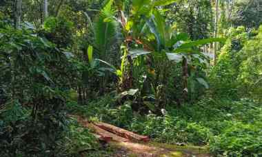 Dijual Tanah Kebun Los Sungai Dgn Luas 14,000m