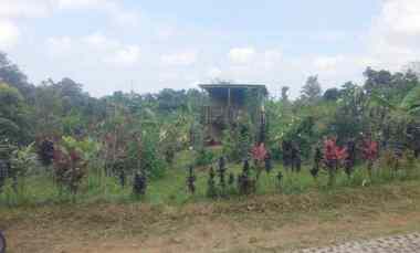 dijual tanah kebun khusus buat invest perkebunan
